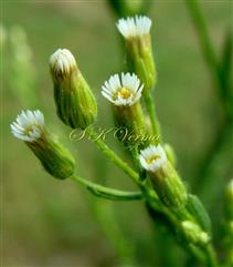  Capitula ( see involucres)